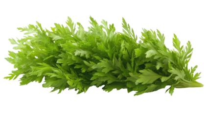 carrot top halm leaves isolated on white background