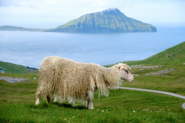 Obraz premium Lush green hills of the Faroe Islands with a sheep grazing against a stunning coastal backdrop