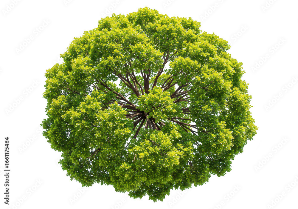 Poster top view of a lush green tree isolated on transparent background