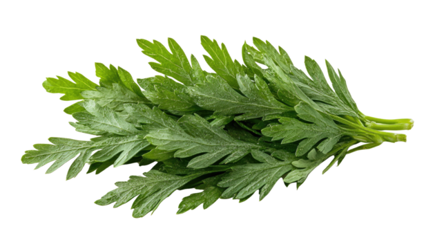 carrot top halm leaves isolated on white background