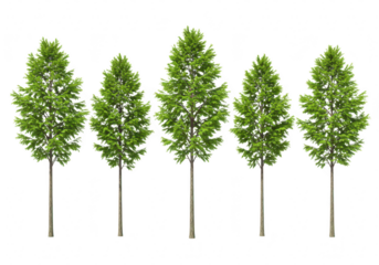 A row of five tall, slender green trees with lush foliage, isolated on a transparent background, symbolizing nature and growth