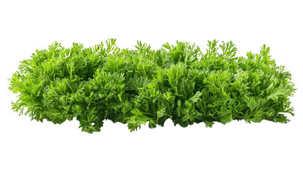 carrot top halm leaves isolated on white background
