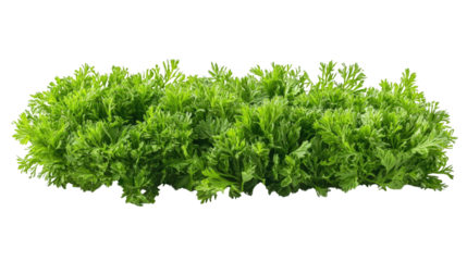 carrot top halm leaves isolated on white background