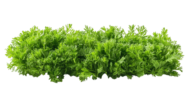 carrot top halm leaves isolated on white background