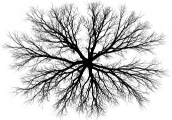 Overhead view silhouette of a bare tree with intricate branches and a network of limbs isolated on a transparent background