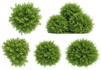 Fototapeta premium Set of five green bushes and shrubs isolated on transparent background
