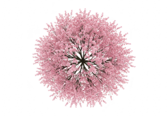 Overhead view of a blooming cherry blossom tree with delicate pink flowers, symbolizing spring and natural beauty isolated on transparent background
