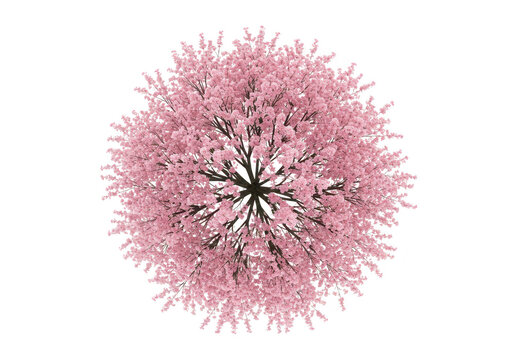Overhead view of a blooming cherry blossom tree with delicate pink flowers, symbolizing spring and natural beauty isolated on transparent background