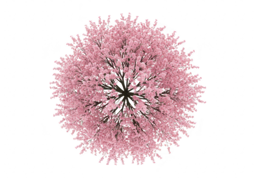 Overhead view of a blooming cherry blossom tree with delicate pink flowers, symbolizing spring and natural beauty isolated on transparent background