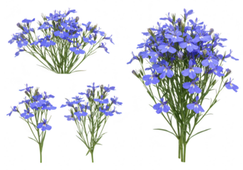 A collection of vibrant blue lobelia flowers with green stems and leaves, isolated on a transparent background