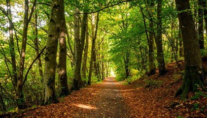 Obraz premium Sunlit forest path