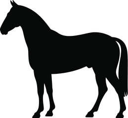 Obraz premium Black horse silhouette standing animal mammal