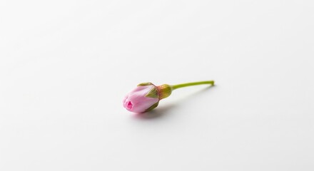 Cherry Blossom Bud on White Surface