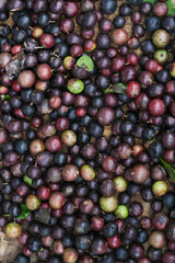 A healthy heap of ripe red and green olives with fresh berries