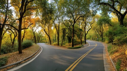 Fototapeta premium Scenic forest road splitting into two directions, lined with vibrant autumn trees displaying golden and green foliage, warm sunlight.