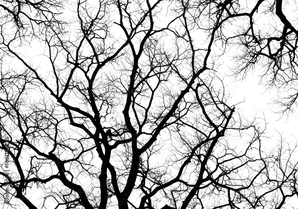 Poster abstract black and white silhouette of tree branches against a transparent background, creating a st