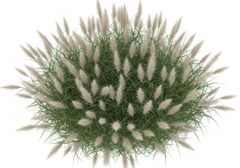 A topdown view of a green grassy plant with feathery seed heads, isolated on a transparent background, showcasing natures beauty