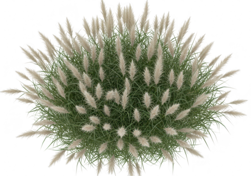 A topdown view of a green grassy plant with feathery seed heads, isolated on a transparent background, showcasing natures beauty