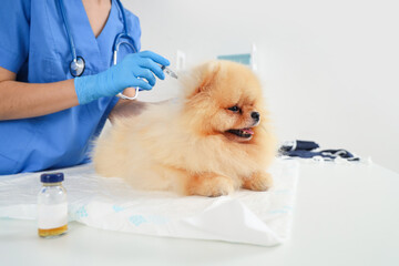 Female veterinarian giving Pomeranian dog injection after sterilization in clinic, closeup