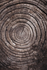 A close-up of dark wooden log with visible rings as a wood texture background