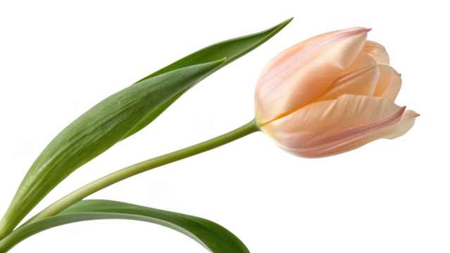Single peach colored tulip flower with green stem and leaves isolated on transparent background
