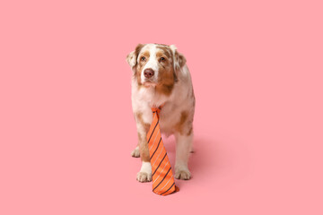 Funny Australian Shepherd dog with tie on pink background