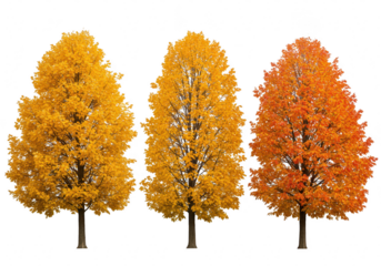 Three autumn trees with vibrant orange and yellow foliage isolated on transparent background