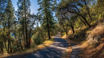 Obraz premium Tranquil winding road meanders through a sunlit autumn forest. Tall green trees and golden leaves cover the hilly landscape. Beautiful natural path.