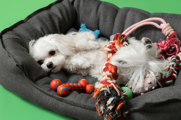 Adorable Bolognese dog lying at black bed with toys on green background