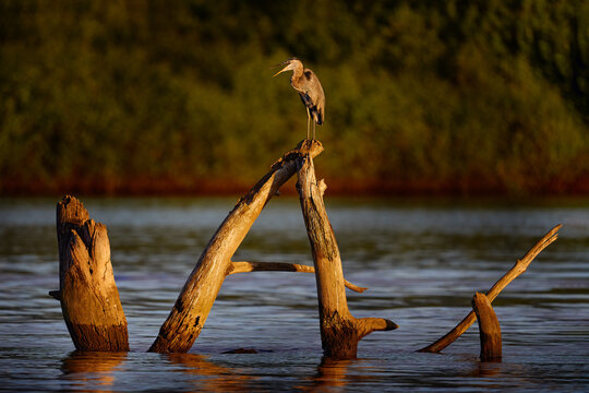 Great blue heron, Ardea herodias, bird in dark tropical forest, sitting near the rever. Heron in nature green vegetation. Wildlife scene forest of Costa Rica. Bird from Rio Tarcoles, evening sunset.
