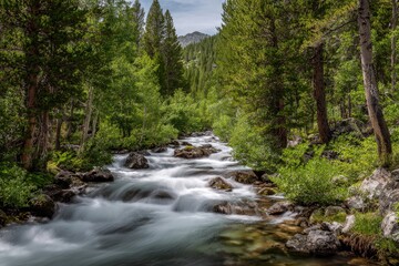 Obraz premium Mountain stream flows through lush forest