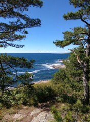 Obraz premium Coastal view framed by pine trees