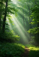 Obraz premium Sunlit Forest Path: Green Canopy and Misty Morning