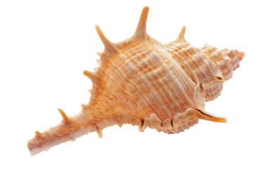 Sea shell isolated on white background