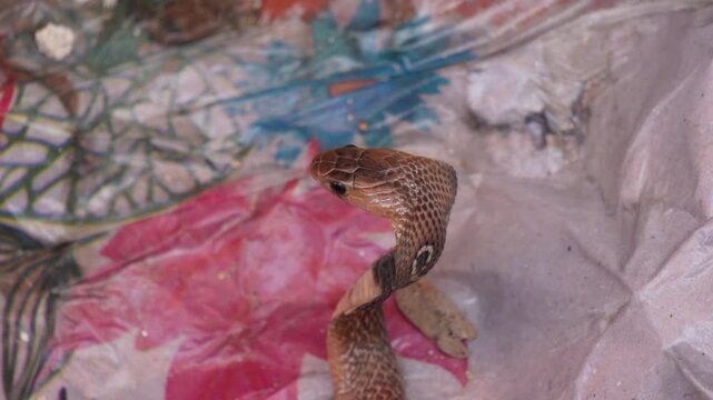 Indian Cobra Naja naja also known Spectacled Cobra in closeup 