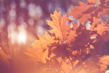 Red oak leaves on blue sky background
