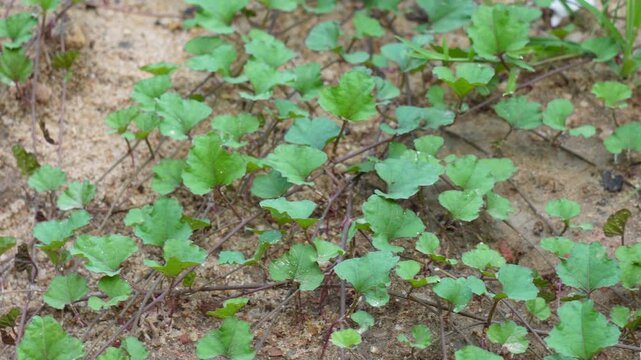 Centella asiatica, also known as Indian pennywort, Asiatic pennywort, spadeleaf, coinwort, or gotu kola