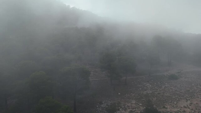 Drone video capturing a Spanish mountain forest partially hidden by dense mist, with tree tops emerging through low-hanging clouds.
