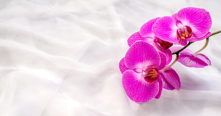 Fototapeta premium The branch of purple orchids on white fabric background 