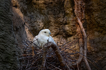Pied Imperial-Pigeon, Ducula bicolor, nest in forest in Malaysia. Pied imperial pigeon, Ducula bicolor, beautifull big white bird from Asia. Pigeon in the habitat, sunny day in the green forest.