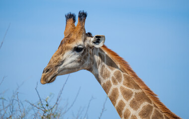 Giraffe im Busch vom Krüger National Park - Kruger Nationalpark Südafrika