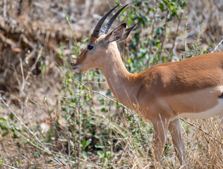 Impala im Busch vom Krüger National Park Südafrika
