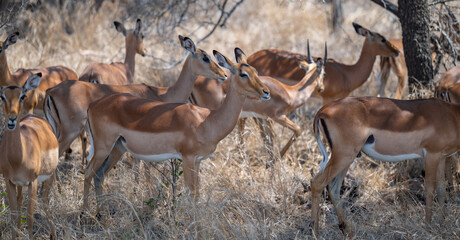 Afrikanische Tiere Impalas auch Schwarzfersenantilope oder Schwarznasenimpala genannt, im Busch vom Kr&uuml;ger National Park S&uuml;dafrika