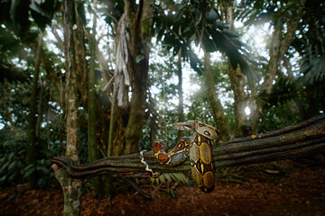 Boa constrictor viper in the wild nature, Costa Rica. Wildlife scene from Central America. Travel...