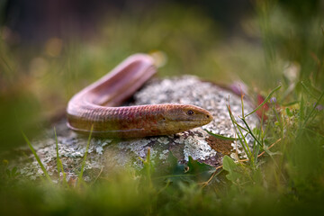 European Glass Lizard, Pseudopus apodus, bigger slowworm in Europe. European Glass Lizard, in nature habitat, green grass on the meadow, Eastern Rhodopes in Bulgaria. Wildlife lizar, snake in green.