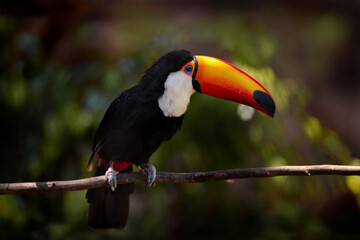 Toco Toucan, Ramphastos toco, big bird with orange bill and blue eye, in the nature habitat, Pantanal, Brazil. Bird with big orange bill.Wildlife scene from nature.