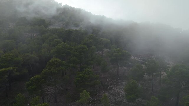Drone video capturing a Spanish mountain forest partially hidden by dense mist, with tree tops emerging through low-hanging clouds.