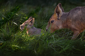 Patagonian mara, Dolichotis patagonum, large rodent with cute young baby in the green grass. Mara in the nature habitat, Argentivna in South America. Rodent, mother care in nature. Wildlife Patagonia.