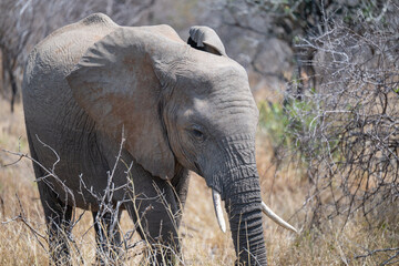Elefante im Busch vom Kr&uuml;ger National Park - Kruger Nationalpark S&uuml;dafrika