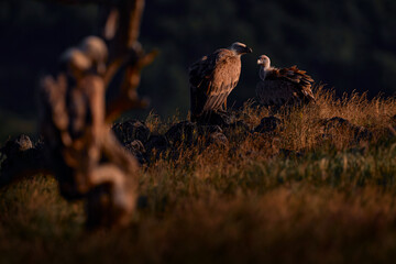 Vulture sunset in plumage feather. Griffon Vulture, Gyps fulvus, big birds of prey sitting on rocky mountain, nature habitat, Madzarovo, Bulgaria, Eastern Rhodopes. Wildlife from Balkan. Wildlife.